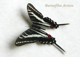 Dark Kite-Swallowtail Eurytides Philolaus Butterfly Framed Entomology Shadowbox - £46.65 GBP