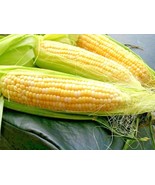 50 Peaches Cream Extra Sweet Corn Seeds Bi Color Better Tip Fill 85 Day ... - $260.39 MXN