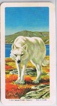 Brooke Bond Red Rose Tea Cards The Arctic #29 Tundra Wolf - $0.98