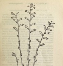 1905 Beech Drops Wild Flower Print Pen &amp; Ink Lithograph Antique 6.75 x 3.75&quot; - £13.93 GBP