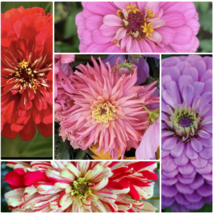 FH - Zinnia 25 Seeds any 4 packs - choose your favorites - $4.89