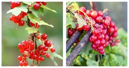 120 Seeds Red Wax Currant Ribes Cereum Edible Fruit Flower Bush - £20.29 GBP