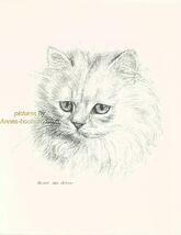 #78 WHITE PERSIAN CAT *  cat art print  *  pen &amp; ink drawing by Jan Jellins - $12.50