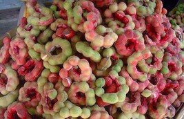 KKG Pithecellobium Dulce Tree 15 Seeds Manila Tamarind Madras Thorn Or C... - $166.87 MXN