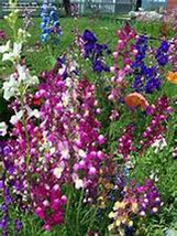 Snapdragon Fairy Bouquet Sees, Oragnic, (200+),Come in a multitude of colors. - £3.13 GBP
