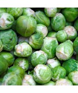 MX Brussel Sprouts Catskill Seeds Cold Hardy Non GMO Bulk Seed - $184.42 MXN