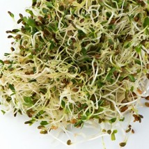 50,000+ Organic Alfalfa Sprouting Vegetable Seeds - £21.68 GBP