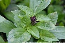 Basil, Cinnamon, Non GMO, 100 Seeds per Pack, has a Spicy, Fragrant Aroma and Fl - £2.42 GBP