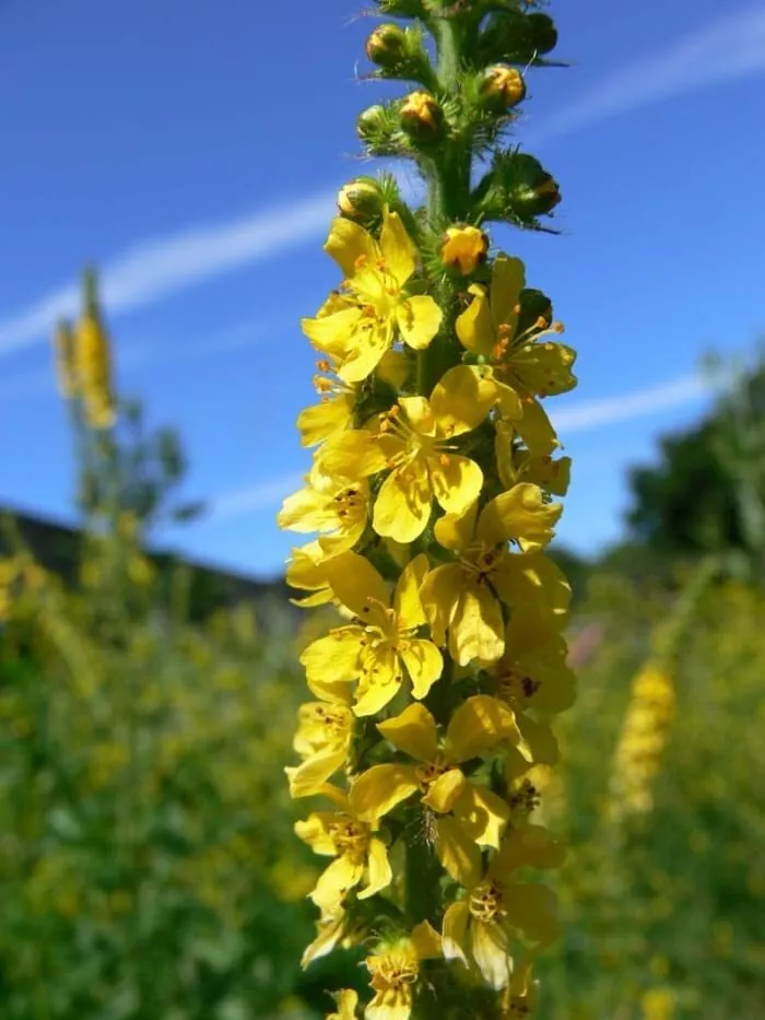 100 Seeds Church Steeples Wildflower Seeds for Planting Agrimonia eupatoria - £13.31 GBP
