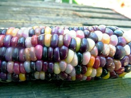 Kaleidoscope Popcorn - gleaming, translucent kernels and fine flavor  - $4.95