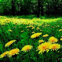 Wildflower Seeds Dandelion 1200 Seeds Taraxacum officinale - £3.59 GBP