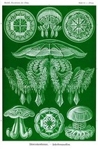 Jelly Fish by Ernst Haeckel #4 - Art Print - $21.99+