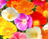 7 Colors Mix California Poppy Seeds Rainbow Mixed All Formula Flower Seed  - $5.93