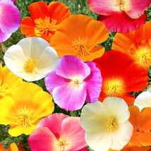 7 Colors Mix California Poppy Seeds Rainbow Mixed All Formula Flower Seed  - £4.65 GBP