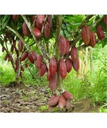 Theobroma Cacao (trinitario) Chocolate Live Fruit Tree 12”-24” - $41.98