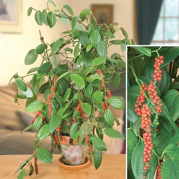 JGBO 15 Seeds Black Pepper Plant House Plant Garden Flowers USA Seller - £8.12 GBP