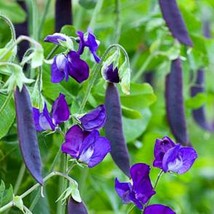 Blauwschokkers Purple Podded Peas 15 Seeds Pink Flowers Purple Pods Cool Weather - £5.40 GBP