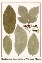 Deciduous Leaves from Various Plants by Albertus Seba - Art Print - £17.57 GBP+