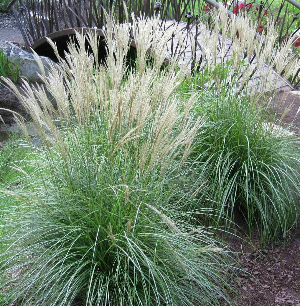 Adagio Maiden Grass Seeds Free Shipping Size:20-200 - $2.99 - $16.00