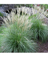 Adagio Maiden Grass Seeds Free Shipping Size:20-200 - $2.99+