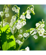 Lily of The Valley Flower Bell Orchid Rich Aroma Bonsai Flower PCS Seeds - $7.45
