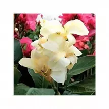 Perennial White Taro Plant seeds, Suitable For Planting - $6.00