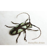 Turquoise Longhorn Prosopocera Lactator Real Beetle Framed Entomology Sh... - $62.99
