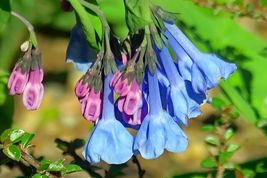 Virginia Bluebells Mertensia virginica 20 Seeds - £15.66 GBP