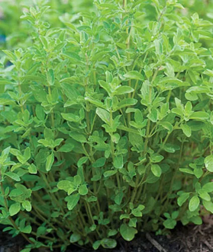 500 Sweet Marjoram Seeds Herb Garden - $9.27