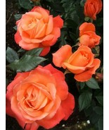 10 Bright Orange Rose Bush Perennial Bloom Shrub Flowers Seeds - $7.29