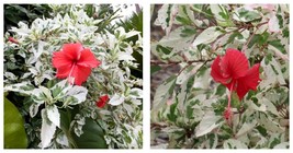 Snow Queen Variegated Hibiscus Flower Plug Starter Plant  - £35.39 GBP