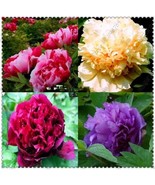 10pc Mix Color PEONY SEEDS Garden Plant Flower blossom exotic FREE shipping - $5.65