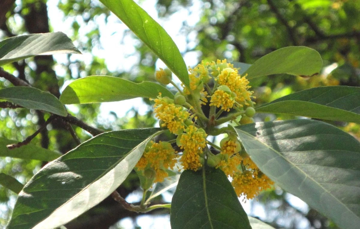 Litsea glutinosa INDIAN LAUREL Seeds! - €14,08 EUR
