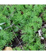15 Fan Clubmoss Ground Cedar Lycopodium Complanatum Evergreen Ground Cov... - $36.78