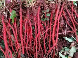 Red Root Sage - Chinese Sage - Danshen - 5+ seeds - F 192 - £2.39 GBP