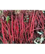 Red Root Sage - Chinese Sage - Danshen - 5+ seeds - F 192 - £2.38 GBP