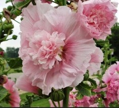 25 Summer Carnival Hollyhock Seeds Perennial Flower Seed Flowers 913 Us Seller - £6.78 GBP