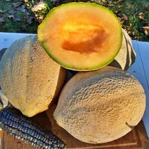 Oregon Cantaloupe Gardening Fresh Usa Shipping - £9.08 GBP