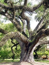 Quercus virginiana Live oak  florida native tree roble pre bonsai seed 100 seeds - £23.58 GBP