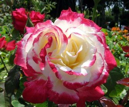 SR12Store Double Delight Rose Seeds 10 Per Pack Within 48 Hrs US Product - $8.62