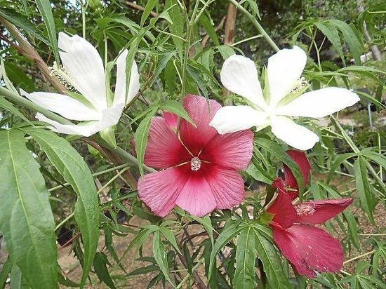 10 Giant Texas Star Hibiscus Seeds-1075A