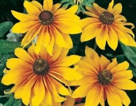 US Seller Gloriosa Daisy Flowers 100 Fresh Seeds - £6.03 GBP