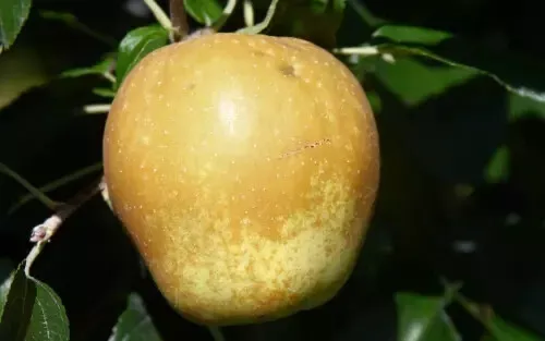 Fresh 25 Hudson S Golden Gem Apple Seeds - $15.48