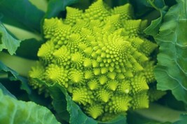 THJAR Romanesco Broccoli 250+ Seeds For Planting (Brassica Oleracea) |. Sh - £12.60 GBP