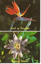 Vintage Hawaiian Passion Flower, Bird of Paradise Postard by Max Basker &amp; Son - - £4.00 GBP