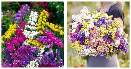 200 Seeds Statice PACIFIC MIX Traditional Cut Flowers Dried Arrangements Seeds  - £16.60 GBP