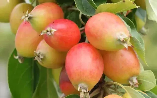 John Downie Crabapple Seeds for Garden Planting 25 Seeds Fast Shipping - £9.45 GBP