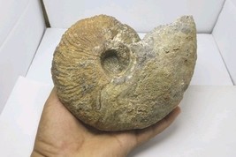 Cretaceous Nautilus Ammonite Fossil – Genuine Morocco Fossils, rare Ammo... - $1,009.55 MXN