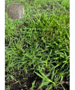 SD (2 Pack) Zenith Zoysia Grass Seed – More Than 10,000 Seeds Garden Seeds - $40.10