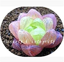 100  pcs Rainbow YuLu Bonsai, Potted Succulents Fleshy Shining Green Plants Hawo - £17.62 GBP